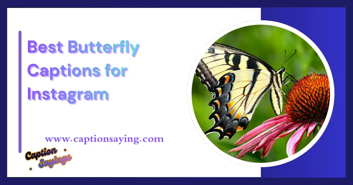 220 Best Butterfly Captions for Instagram