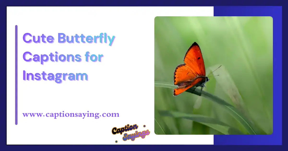Cute Butterfly Captions for Instagram
