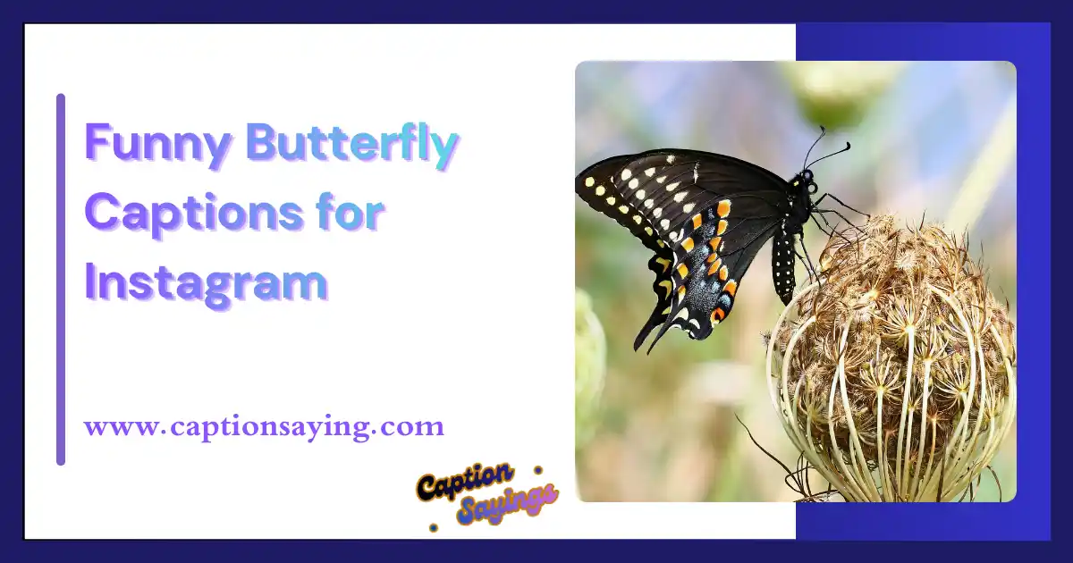Funny Butterfly Captions for Instagram
