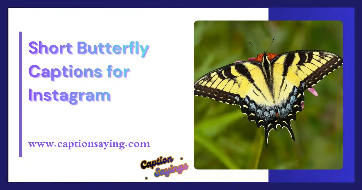 Short Butterfly Captions for Instagram