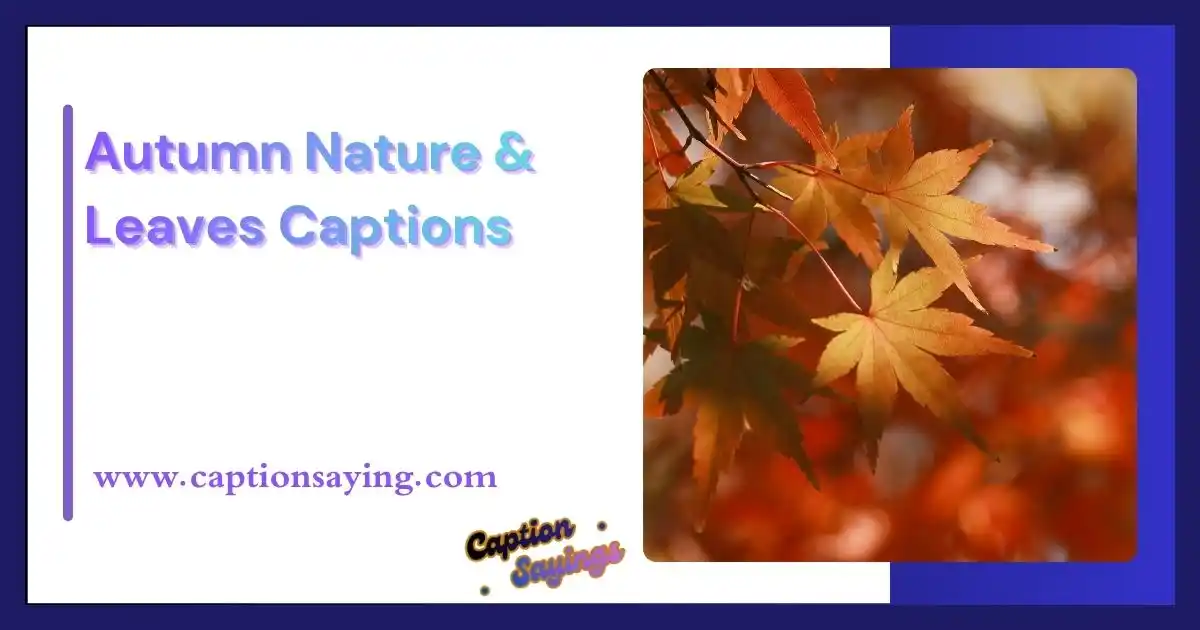 Autumn Nature & Leaves Captions