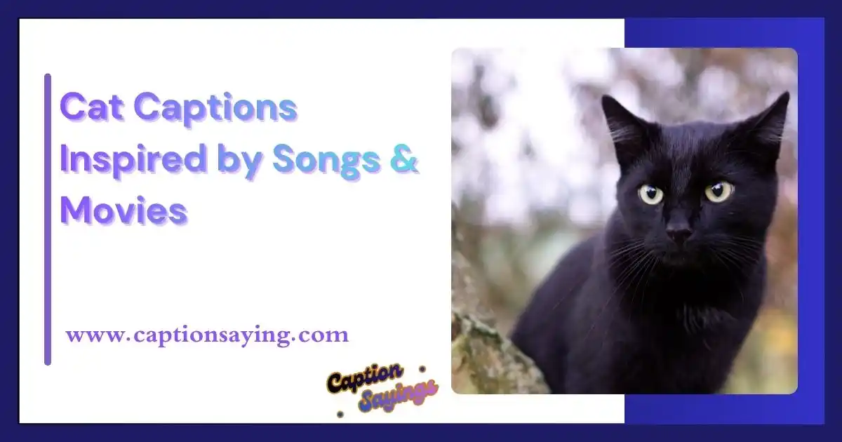 Cat Captions Inspired by Songs & Movies