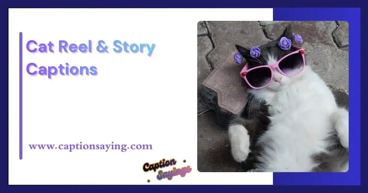 Cat Reel & Story Captions
