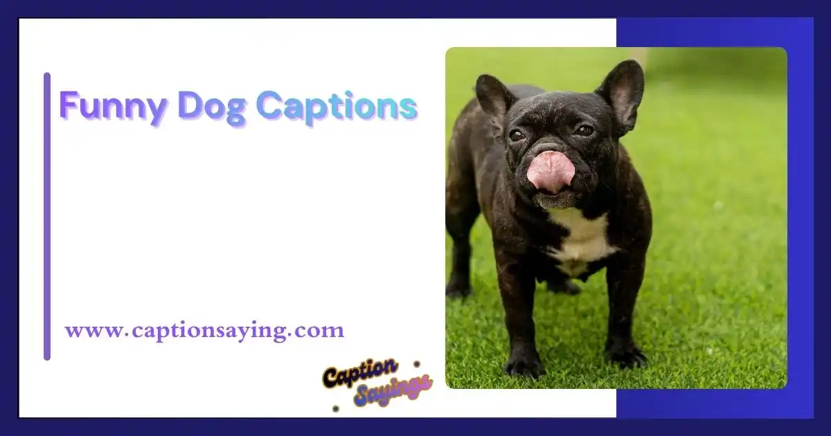 Funny Dog Captions