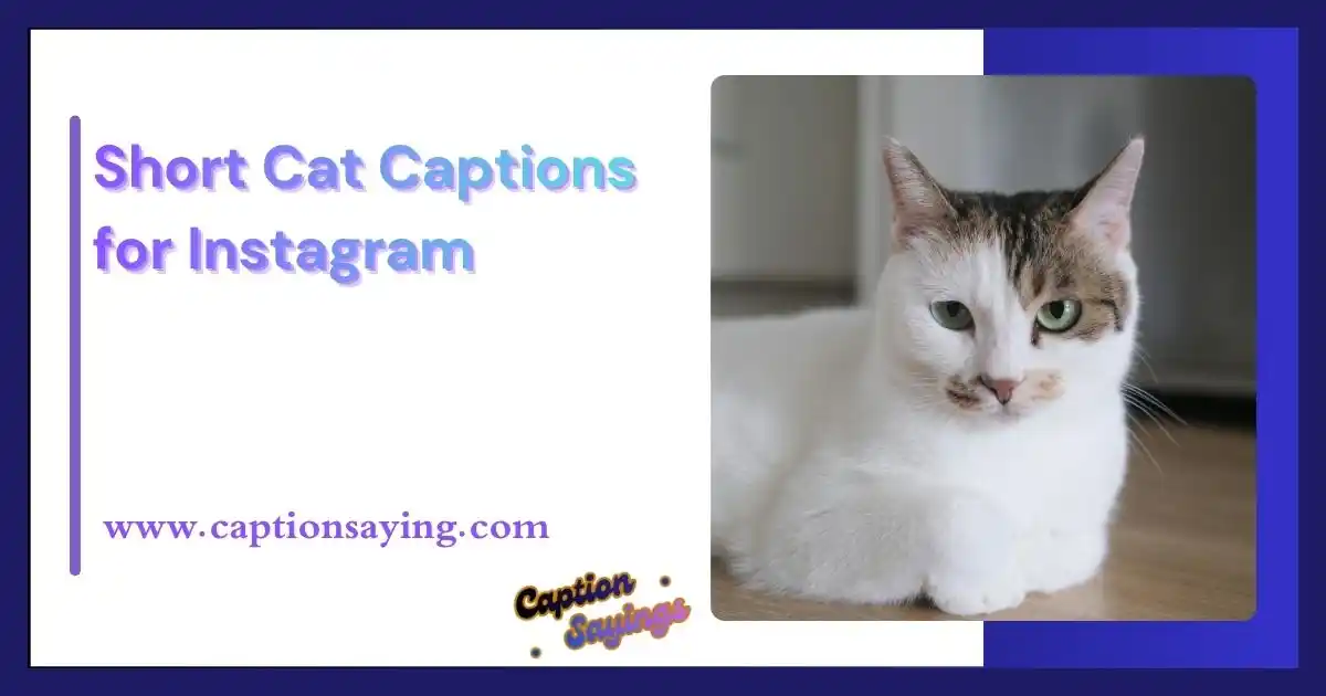Short Cat Captions for Instagram