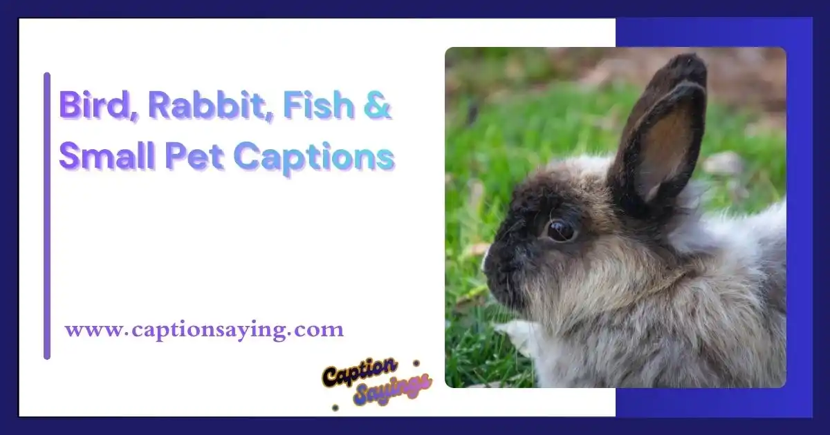 Bird, Rabbit, Fish & Small Pet Captions