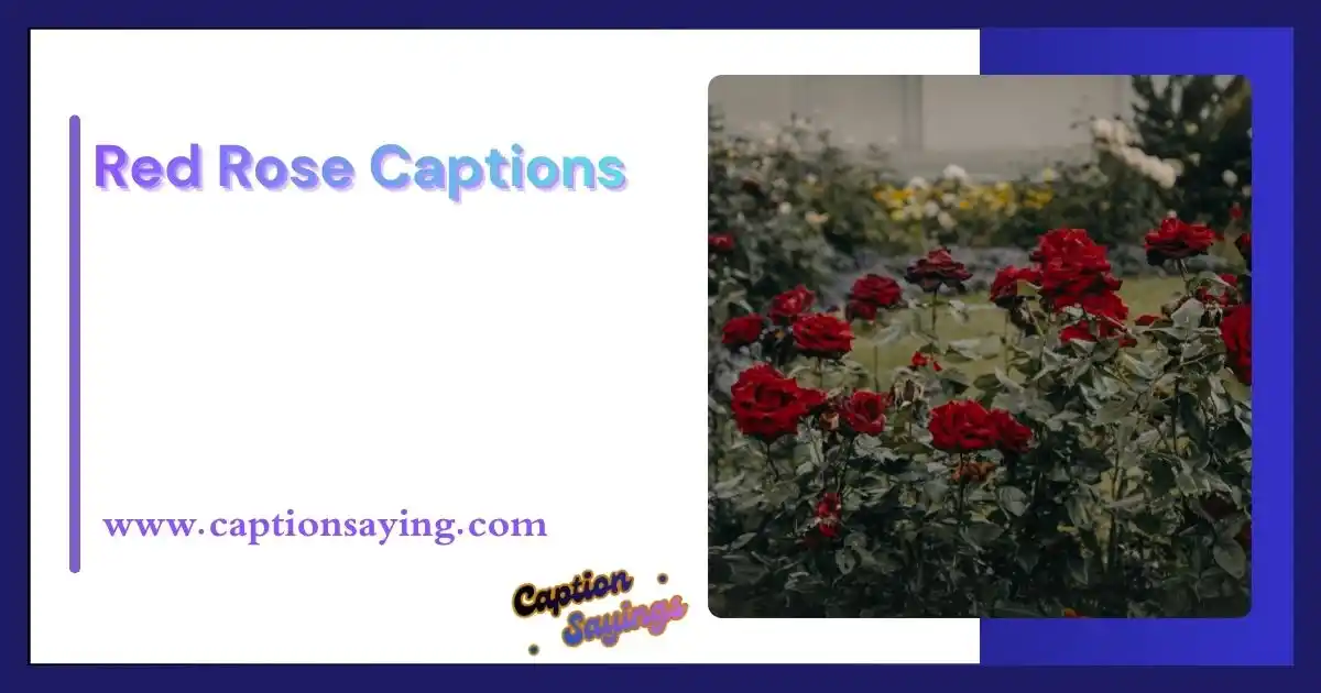 Red Rose Captions