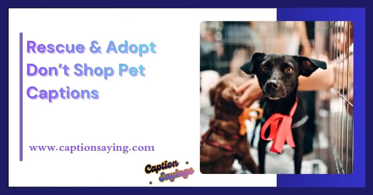 Rescue & Adopt Don’t Shop Pet Captions