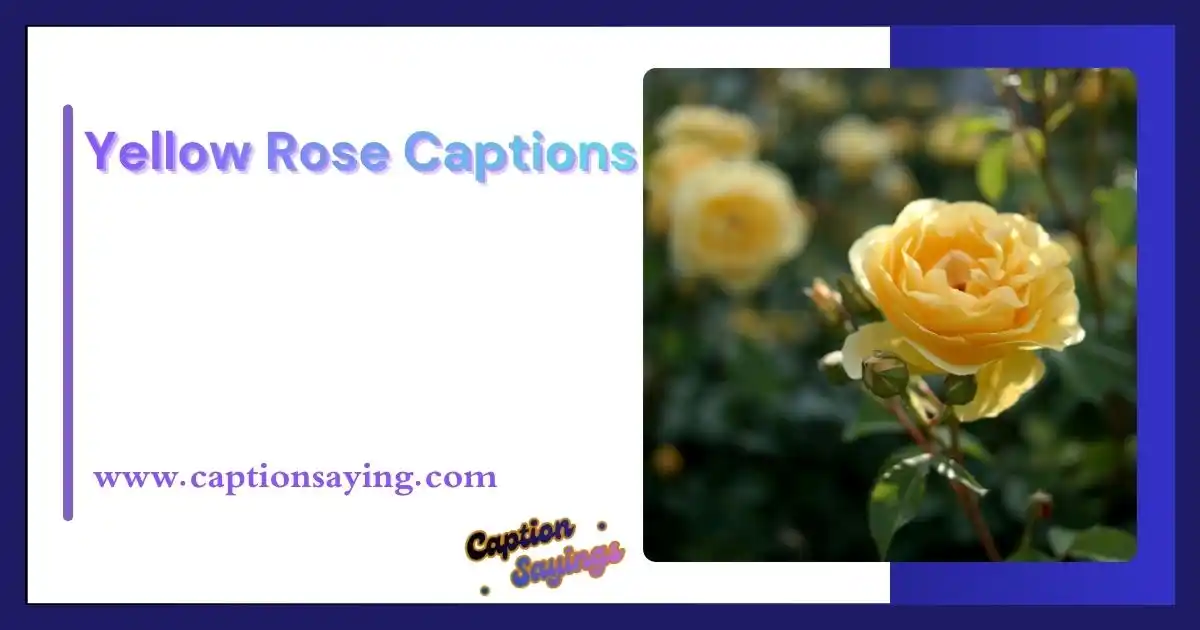 Yellow Rose Captions